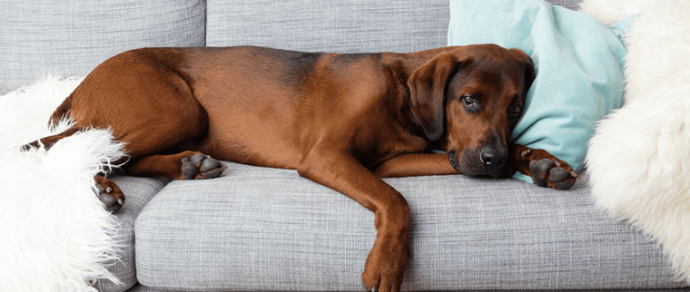 chien malade
